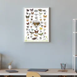 Hagemann Naturposter Schmetterlinge