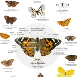 Hagemann Naturposter Schmetterlinge