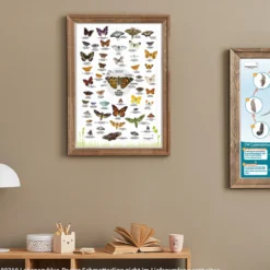 Hagemann Naturposter Schmetterlinge