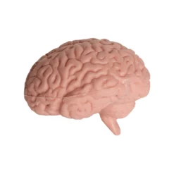 Hagemann Organe des Menschen (Modelle), 8-tlg.