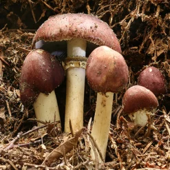Hagemann Pilz-Zuchtset Braunkappe