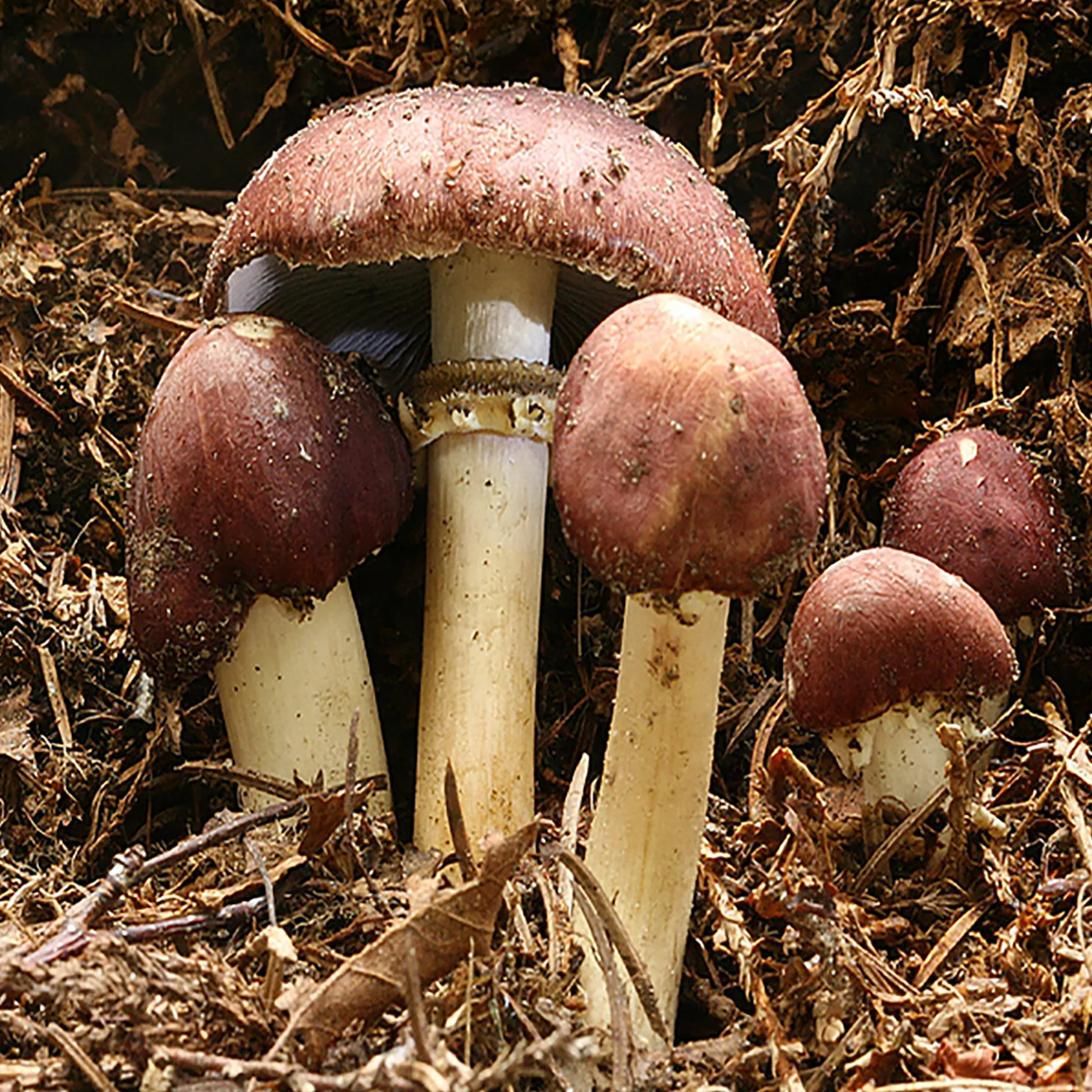Hagemann Pilz-Zuchtset Braunkappe