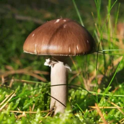 Hagemann Pilz-Zuchtset Braunkappe
