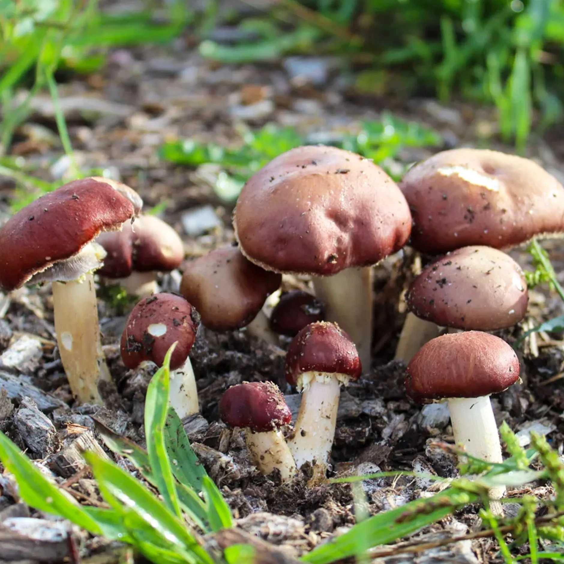 Hagemann Pilz-Zuchtset Braunkappe