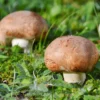 Hagemann Pilz-Zuchtset Champignon (braun)