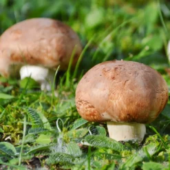 Hagemann Pilz-Zuchtset Champignon (braun)