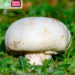 Hagemann Pilz-Zuchtset Champignon (weiß)