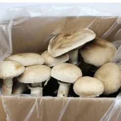 Hagemann Pilz-Zuchtset Champignon (weiß)