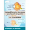 Hagemann PosterDas Auge und der Sehvorgang