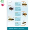 Hagemann Poster Mauerbiene, Wespe & Co unterscheiden