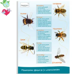 Hagemann Poster Mauerbiene, Wespe & Co unterscheiden