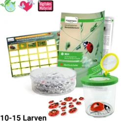 Hagemann Zuchtset Marienkäfer (10-15 Larven)