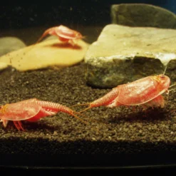 Hagemann Zuchtset Triops