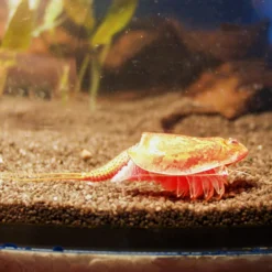 Hagemann Zuchtset Triops
