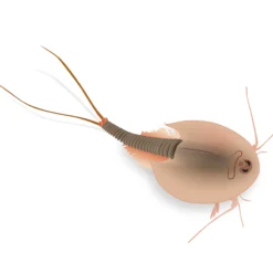 Hagemann Zuchtset Triops