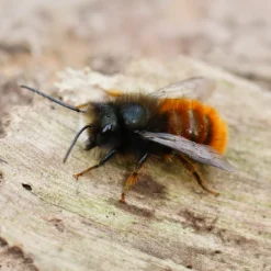 Hagemann Zuchtset Wildbienen, Gehörnte Mauerbiene (mit 50 Kokons)