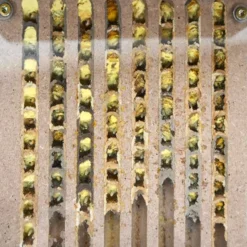 Hagemann Zuchtset Wildbienen, kompakt, Rote Mauerbiene (mit 25 Kokons)