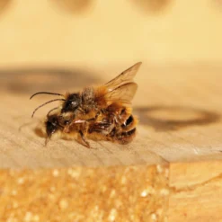 Hagemann Zuchtset Wildbienen, Rote Mauerbiene (mit Gutschein, 50 Kokons)