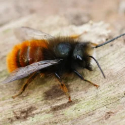 Hagemann Zuchtset Wildbienen zum Aufklappen, Rote Mauerbiene (mit 25 Kokons)