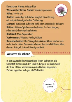 50 Heimische Blumen entdecken und bestimmen