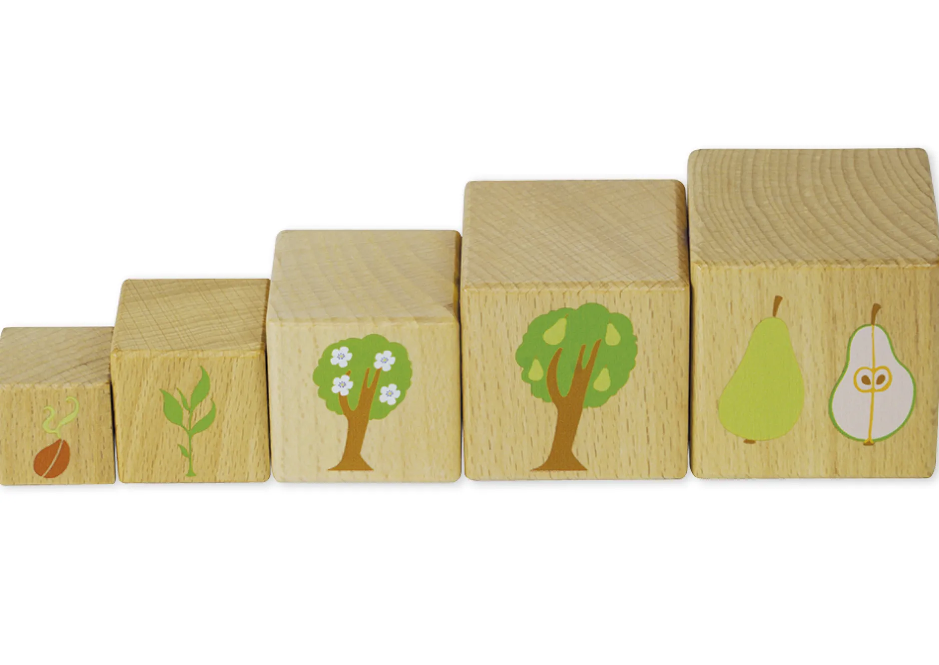 Holzwürfel "Lebenszyklus", 10 Stück