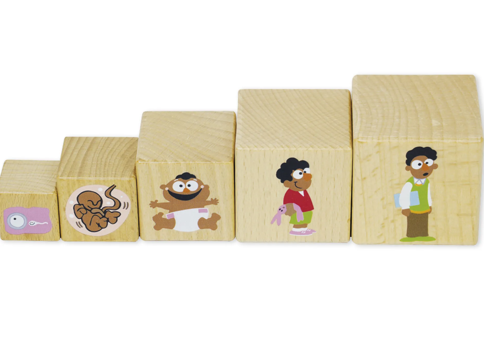 Holzwürfel "Lebenszyklus", 10 Stück