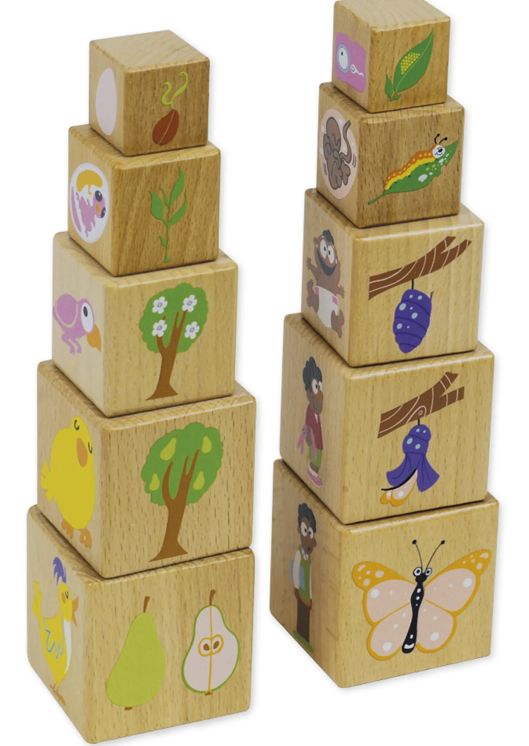 Holzwürfel "Lebenszyklus", 10 Stück