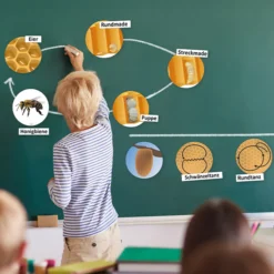 Klassenset Lebenszyklus Schmetterlinge, Bienen & Marienkäfer, magnetisch, 100-tlg.