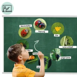 Klassenset Lebenszyklus Schmetterlinge, Bienen & Marienkäfer, magnetisch, 100-tlg.