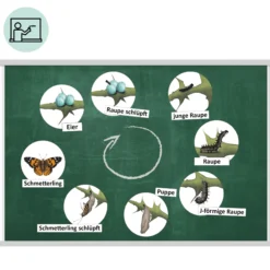 Klassenset Lebenszyklus Schmetterlinge, Bienen & Marienkäfer, magnetisch, 100-tlg.