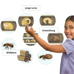 Klassenset Lebenszyklus Schmetterlinge, Bienen & Marienkäfer, magnetisch, 100-tlg.