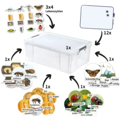 Klassenset Lebenszyklus Schmetterlinge, Bienen & Marienkäfer, magnetisch, 100-tlg.