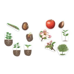 Lebenszyklus Apfel und Bohne (magnetisch)