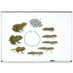 Lebenszyklus Frosch (magnetisch)