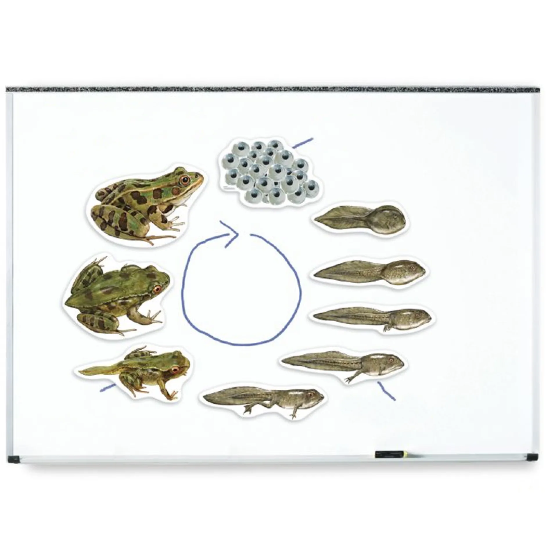 Lebenszyklus Frosch (magnetisch)