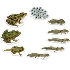 Lebenszyklus Frosch (magnetisch)