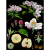 Lehrtafel Apfelbaum