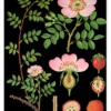 Lehrtafel Heckenrose
