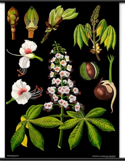 Lehrtafel Rosskastanie