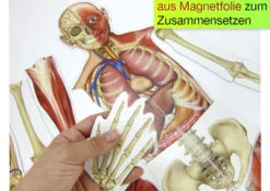Menschlicher Körper (magnetisch)