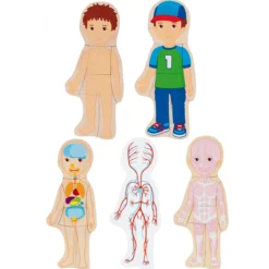 Schichtenpuzzle Anatomie Junge