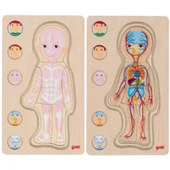Schichtenpuzzle Anatomie Junge