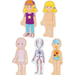 Schichtenpuzzle Anatomie Mädchen