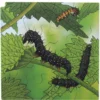 Schichten-Puzzle "Schmetterling" + gratis APP, 86-tlg.