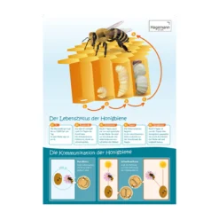 Sparset Bienenposter, 3-tlg.