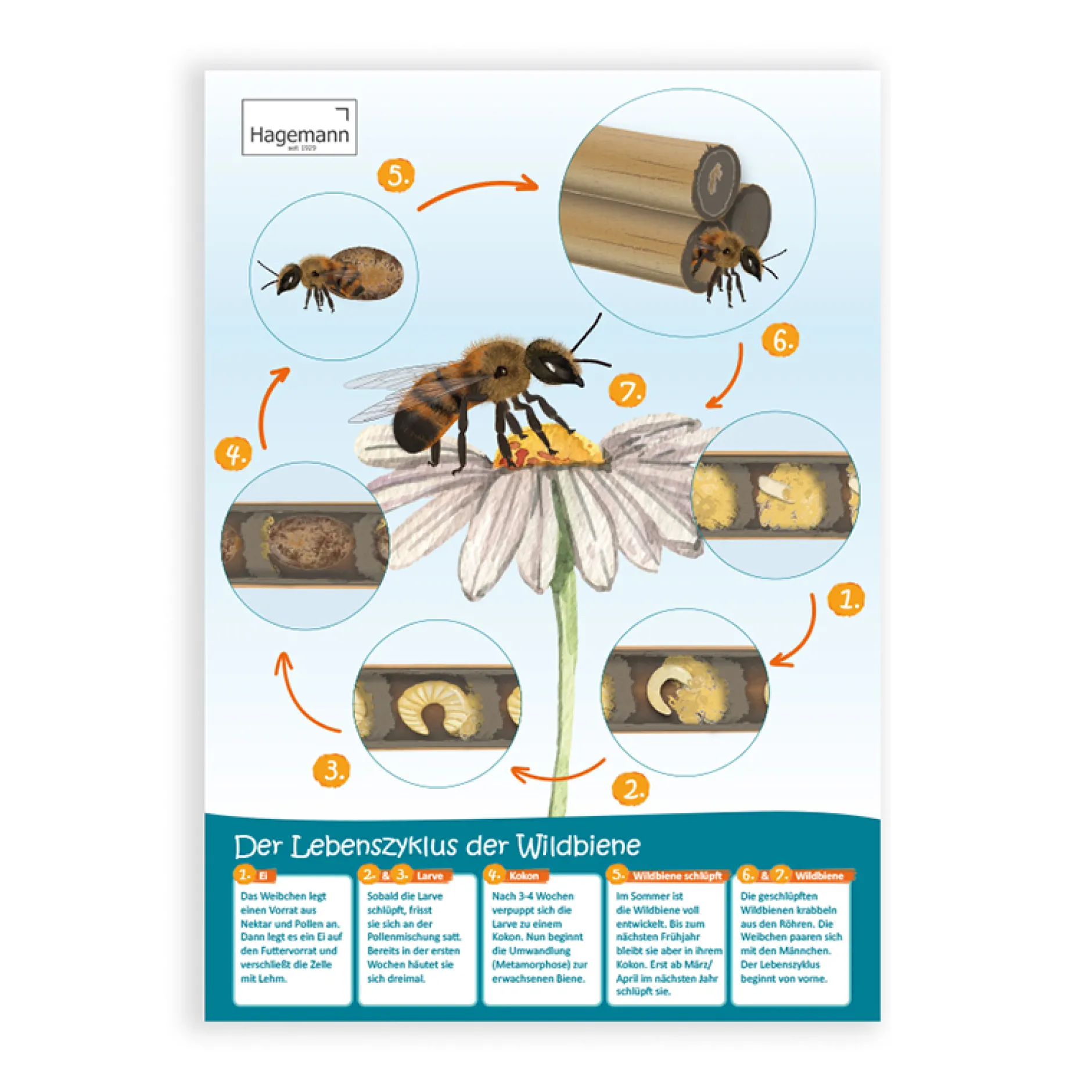 Sparset Bienenposter, 3-tlg.