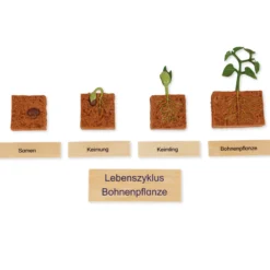TimeTEX Lebenszyklus Bohnen-Pflanze, in Holzbox 