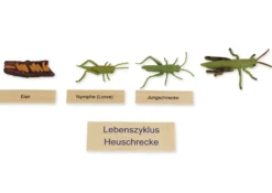 TimeTEX Lebenszyklus einer Heuschrecke, in Holzbox "Montessori Premium"