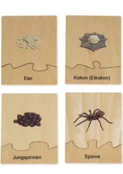 TimeTEX Lebenszyklus einer Spinne, in Holzbox "Montessori Premium"