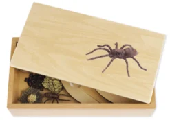 TimeTEX Lebenszyklus einer Spinne, in Holzbox 
